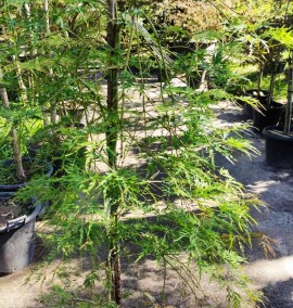Клен японський "Дісектум" Acer japonicum 'Dissectum' C35L H160-180